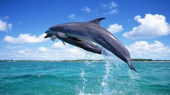 Dolphin Wallpaper For Desktop