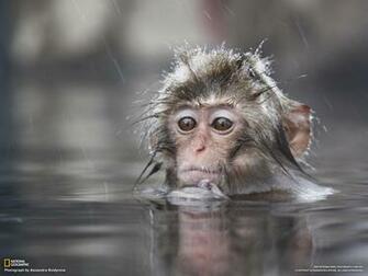 Desktop Nature Wallpaper Baby Monkey