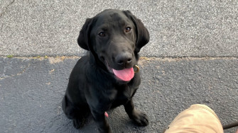 Jay County School Corporation Training New K9 Officer Wane