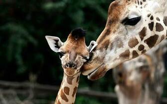 Cute Wallpaper Of Giraffes HD Animals