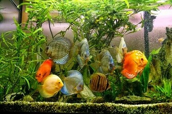 Discus Fish Photos Wallpaper The Fun Bank