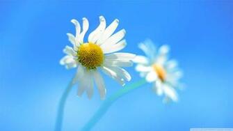 Microsoft Chose A Simple Flower Image For Windows