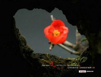 Yahoo Desktop Nature Wallpaper In HD
