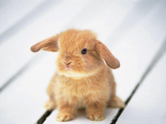 Cute Animal Wallpaper