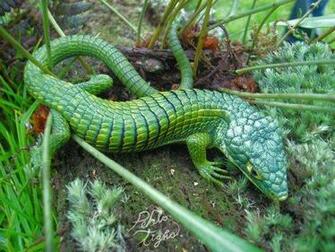 Abronia Graminea By Peblo Tiger