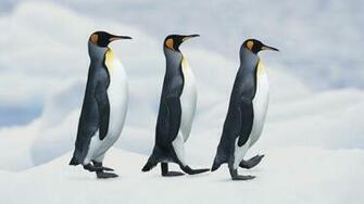 Penguin HD Wallpaper Image Stream