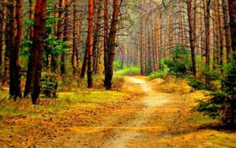 Taking A Walk In The Forest Wallpaper