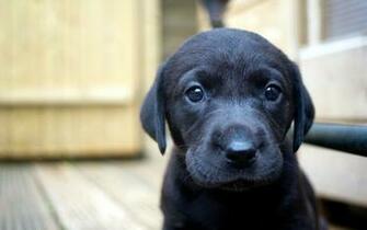 Black Labrador Puppy Image For Desktop And Wallpaper Picture
