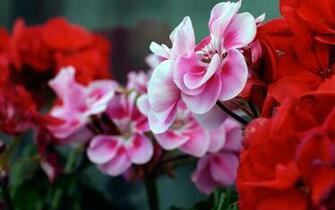Flower Wallpaper HD 1080p ImgHD Browse And Image