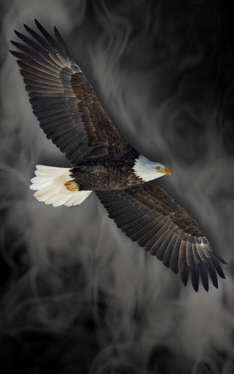 Eagle iPhone Wallpaper