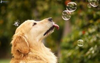 Cute Golden Retriever Wallpaper Dogs