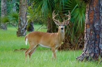 Deer White Tailed Wallpaper Background Image