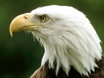 Bald Eagle Wallpaper