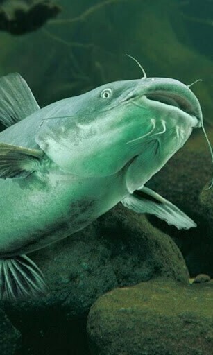 Bigger Catfish Live Wallpaper For Android Screenshot