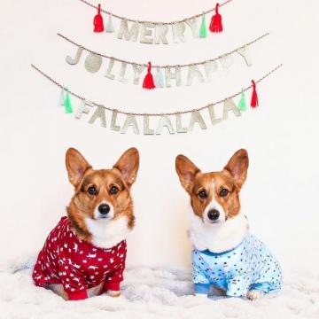 Pembroke Corgi Christmas Wallpaper 4k HD