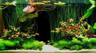 Fish Aquarium Desktop Background