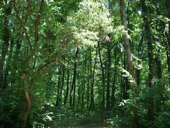 Ialoveni Forest Scenery Wallpaper Me