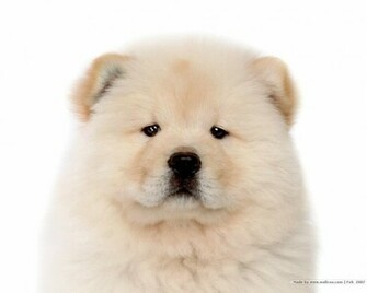 Chow Puppy Wallpaper Puppies