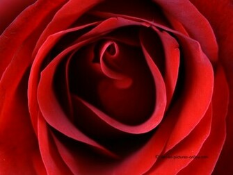 Flowers Planets Red Rose Background