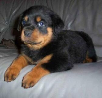 For Adoption Puppy Pictures Photos Image Wallpaper