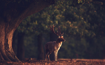 Sunset Summer Beauty Beautiful Tree Animal Deer Forest Nature