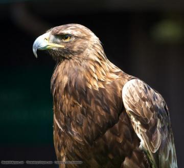 The Golden Eagle Desktop Wallpaper