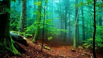 Youwall Forest Fog Wallpaper