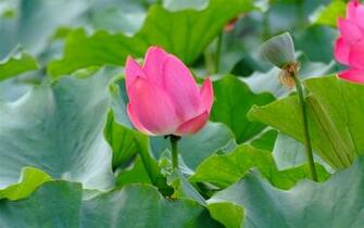 The Lotus Rebar Works Description Rose Garden Of