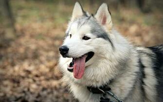 Animals Dogs Husky Wallpaper