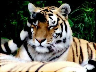 Tiger Wallpaper Desktop Background