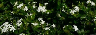 Jasmine Flowers Wallpaper