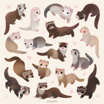 Pikaole On X Ferret S T Co Pcetmjqtr3