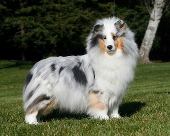 Sheltie Breed Dog Posing On Forest Background Wallpaper And Image