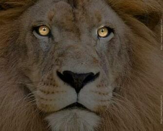 Lion Wallpaper Desktop HD In Animals Imageci