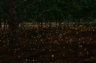 A Firefly Festival To Light Up You Summer Nights