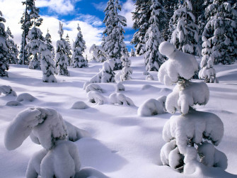 Snow Wallpaper