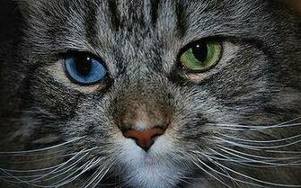 Cats With Two Different Eye Colors Amazingmaterial