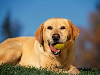 Break Time Yellow Labrador Wallpaper HD