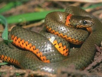 Snake Wallpaper Pack Pictures Lovers