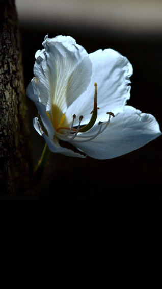 White Flower iPhone Wallpaper