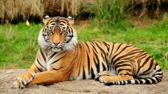 Wallpaper Bengal Tiger HD
