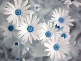 Summer Flowers Wallpaper HD