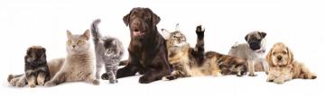 High Resolution Cat And Dog Dual Monitor Wallpaper Dogs Cats