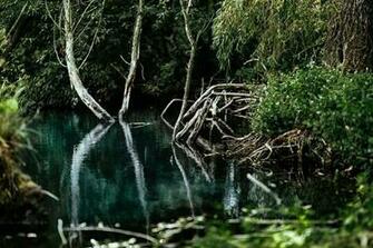 HD Wallpaper River Reflection In The Middle Of Forest Water