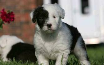 Old English Sheepdog Desktop Wallpaper
