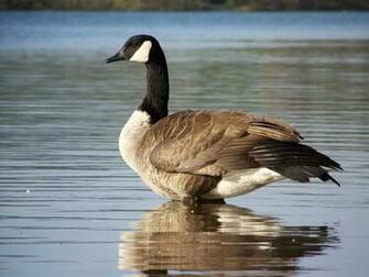 Canada Goose Brantacanadensis Wallpaper HD