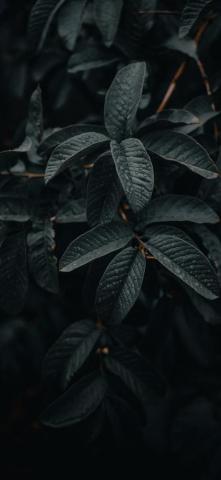Awesome iPhone Or Pro Wallpaper