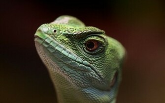 Lizard Wallpaper