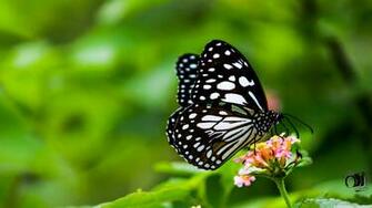 Butterfly 4k HD Desktop Wallpaper For Ultra Tv Wide