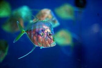 Fish Swim Which Could Lead To Innovation In The Design Of Future